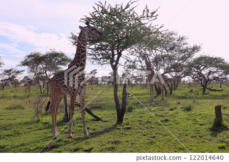 Herd of giraffes, Serengeti National Park Herd of giraffes, Serengeti National Park 122014640
