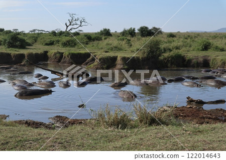 Hippopotamus herd, Serengeti National Park 122014643