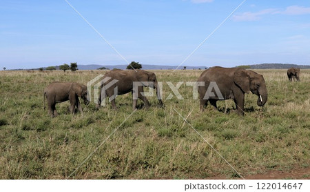 Elephants in Serengeti National Park Elephants in Serengeti National Park 122014647