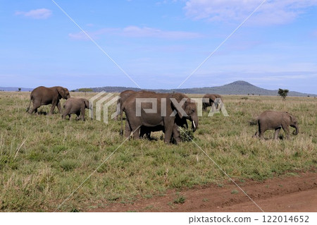 Elephant herd, Serengeti National Park 122014652