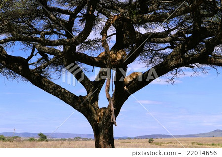 Serengeti National Park, tree climbing lion 122014656