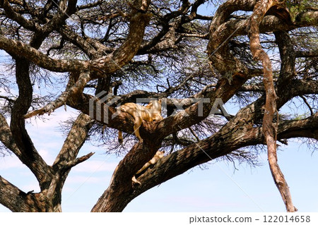 塞倫蓋蒂國家公園, 塞倫蓋蒂國家公園, 122014658