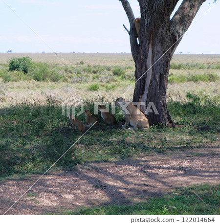 塞倫蓋蒂國家公園,獅子家族和幼崽 塞倫蓋蒂國家公園,獅子家族和幼崽 122014664