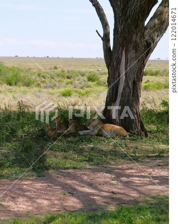 Lion and cub, Serengeti National Park 122014671