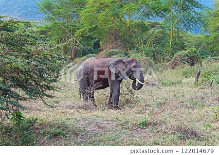 恩戈羅恩戈羅火山口,非洲象 恩戈羅恩戈羅火山口,非洲象 122014679