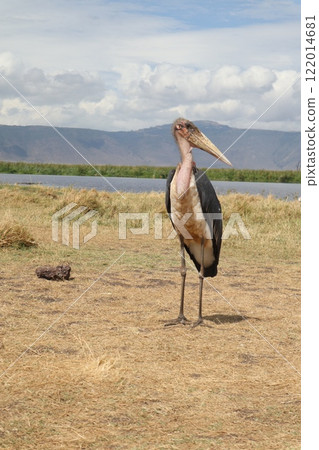 恩戈羅恩戈羅火山口,非洲禿鷹 恩戈羅恩戈羅火山口,非洲禿鷹 122014681