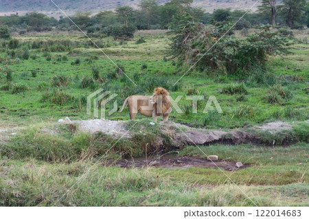 恩戈羅恩戈羅保護區,雄獅 恩戈羅恩戈羅保護區,雄獅 122014683