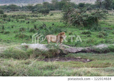 Male lion, Ngorongoro Conservation Area 122014684