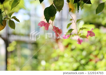 Refreshing bougainvillea flowers 122014783