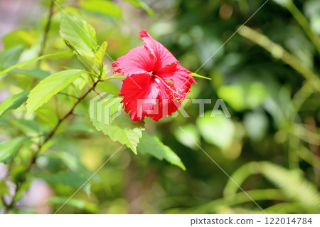Vivid hibiscus flowers 122014784