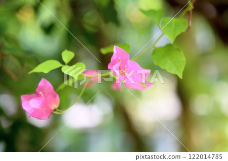 Refreshing bougainvillea flowers 122014785