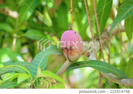 Colored mango fruit 122014786