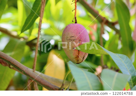 色彩繽紛的芒果果實 色彩繽紛的芒果果實 122014788