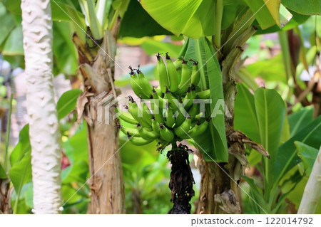 Red-billed blue maggot 122014792