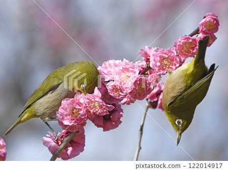 A white-eye on a red plum blossom in full bloom (Image of warm spring weather) (Image of spring beauty) (Image of commotion) 122014917