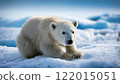 北極熊寶寶 122015051
