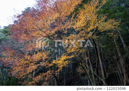 Late autumn in Okumikawa Late autumn in Okumikawa 122015096