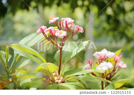 Cute plumeria flower 122015133