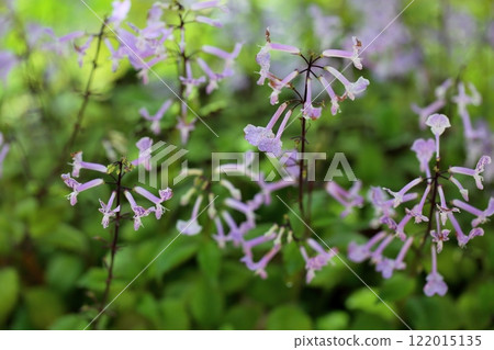 Plectranthus flower Mona lavender 122015135