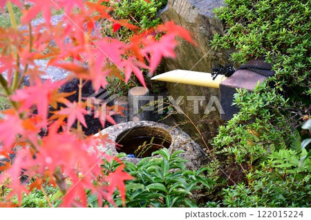 A Japanese-style garden with autumn leaves in full bloom 122015224