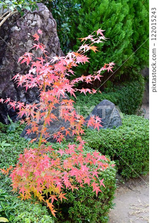 紅葉滿天的日式庭園,秋高氣爽的庭園 紅葉滿天的日式庭園,秋高氣爽的庭園 122015243