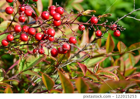 紅葉滿天的日式庭園,秋高氣爽的庭園 紅葉滿天的日式庭園,秋高氣爽的庭園 122015253