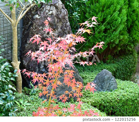 A Japanese-style garden with autumn leaves in full bloom A Japanese-style garden with autumn leaves in full bloom 122015256