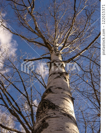 白樺樹 白樺樹 122015371