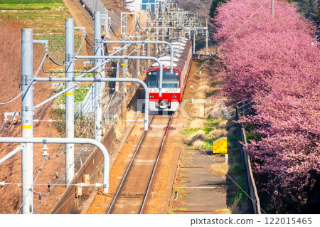 神奈川縣三浦市河津櫻和京急2100系列 122015465