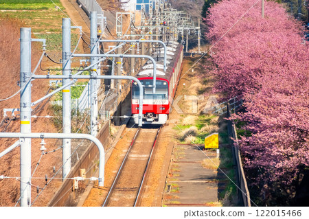 神奈川縣三浦市河津櫻和京急2100系列 神奈川縣三浦市河津櫻和京急2100系列 122015466