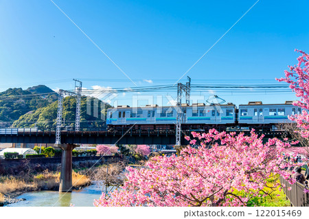 Kawazu cherry blossoms and Izukyu 8000 series train, Kawazu Town, Shizuoka Prefecture 122015469