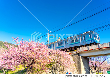 Kawazu cherry blossoms and Izukyu 8000 series train, Kawazu Town, Shizuoka Prefecture 122015470