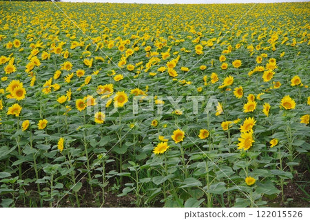 Sunflower Village A sunflower field 122015526