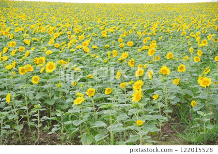 向日葵村 向日葵田 122015528