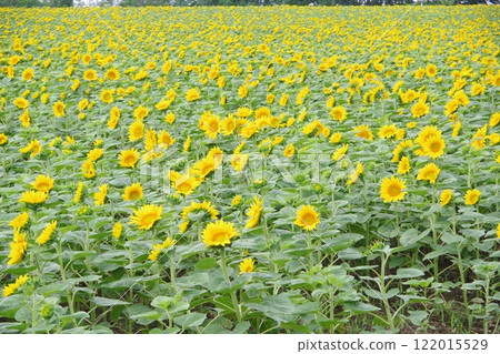 向日葵村 向日葵田 122015529