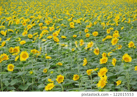 Sunflower field as far as the eye can see Sunflower Village 122015553
