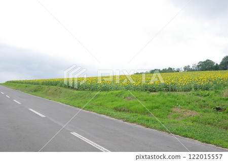 向日葵田和路向日葵村 向日葵田和路向日葵村 122015557