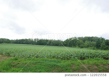 Sunflower field before blooming 122015558