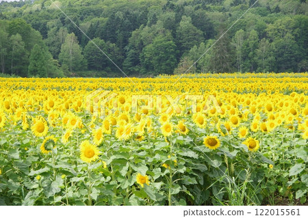 向日葵村的向日葵田 向日葵村的向日葵田 122015561