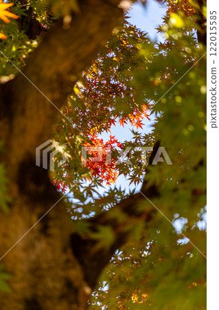 Autumn leaves give a sense of autumn 122015585