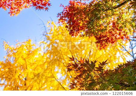 Maple and ginkgo trees shining against the autumn sky Maple and ginkgo trees shining against the autumn sky 122015606