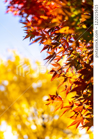 成排的楓樹和銀杏樹在秋日的天空下閃閃發光 122015615