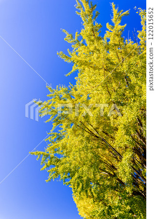 黃色銀杏樹和藍天 122015652