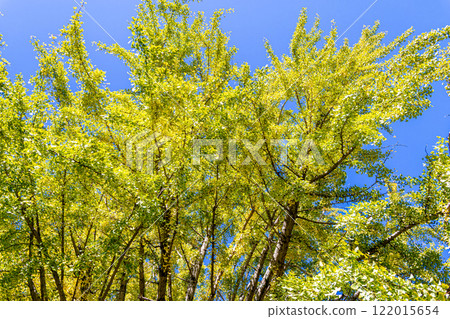 銀杏樹在藍天的映襯下開始變色 122015654