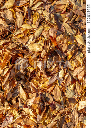 Scenery of fallen leaves Scenery of fallen leaves 122015665