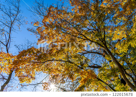 Autumn leaves which maple leaves Autumn leaves which maple leaves 122015678