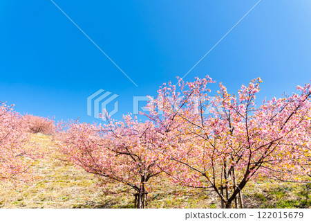 Kawazu cherry blossoms at Matsudayama, Kanagawa Prefecture Kawazu cherry blossoms at Matsudayama, Kanagawa Prefecture 122015679