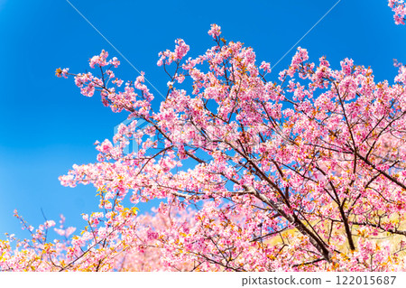 河津櫻花，神奈川縣，松田山 122015687