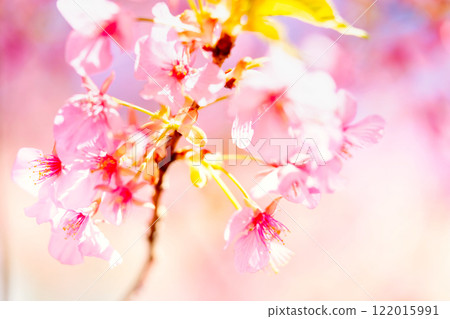Kawazu cherry blossoms close-up 122015991