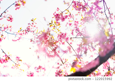 河津櫻花，特寫 122015992